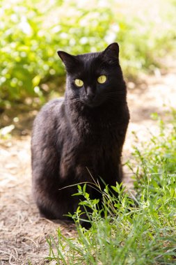 Sevimli siyah kedi portresi, sarı gözlü ve özenli bakışlı. Yaz mevsiminin bahçesinde güneş ışığında yeşil çimlerde otur.