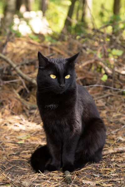 Bombay Negro Serio Gato Retrato Con Amarillo Ojos Sentarse Aire —  Fotos de Stock