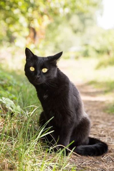 黄色の目と丁寧な表情を持つかわいい美しい面白いボンベイ黒猫の肖像画は 太陽の下で自然の中で緑の草の中に座っている — ストック写真