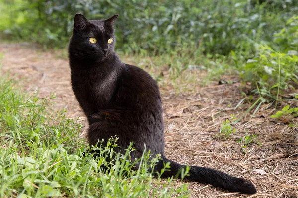 Cute Bombay Black Cat Yellow Eyes Attentive Look Sit Spring — Stock Photo, Image