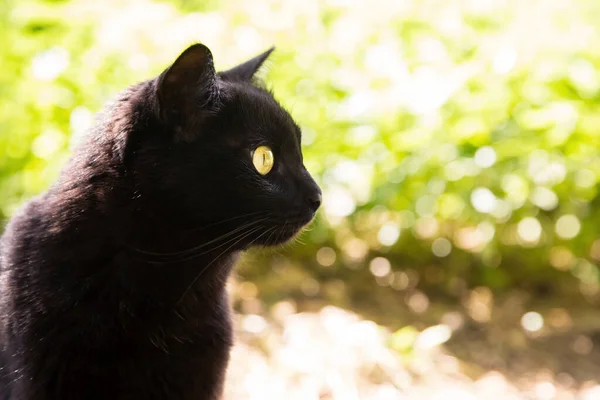 Bombay Czarny Kot Portret Profilu Żółtymi Oczami Zbliżenie Zewnątrz Naturze — Zdjęcie stockowe