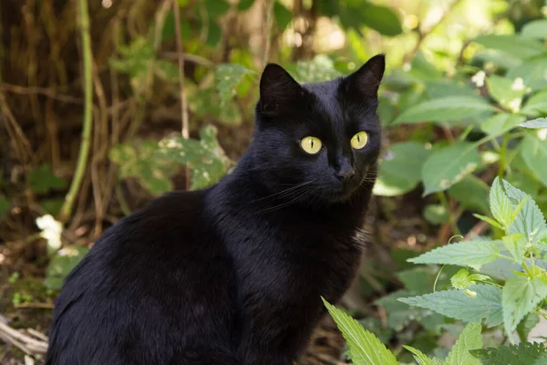 美丽的黑猫肖像画 黄色的眼睛 在夏日的花园里 绿草如茵 植物密闭 — 图库照片