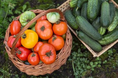 Taze hasat edilmiş domates ve salatalık yakından. Bahçedeki sepetteki taze organik sebzeleri hasat et.