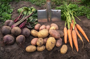 Bir demet organik pancar ve havuç. Bahçedeki toprakta yeni toplanmış patates. Sonbahar sebze hasadı