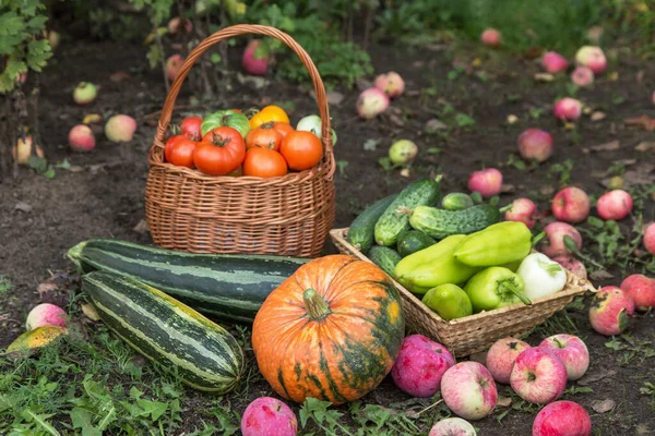 Cosecha Otoño Diferentes Verduras Orgánicas Frescas Suelo Jardín Calabaza Manzana — Foto de Stock