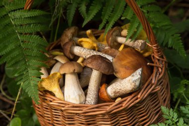 Taze hasat edilmiş vahşi domuz mantarları sepetin içinde eğreltiotu yapraklarının arasında.