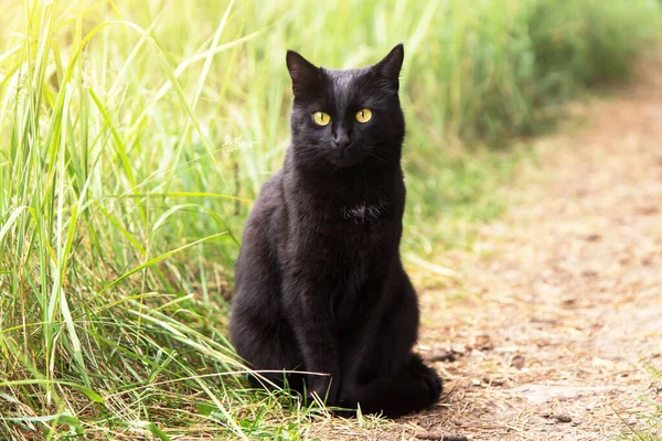 Mooie Schattige Zwarte Kat Met Gele Ogen Buiten Groen Gras — Stockfoto
