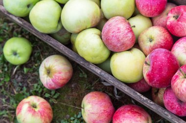 Elma hasadı ahşap kutuda yakın plan, doku arka plan. Bahçeden taze toplanmış organik farklı renkte elmalar.