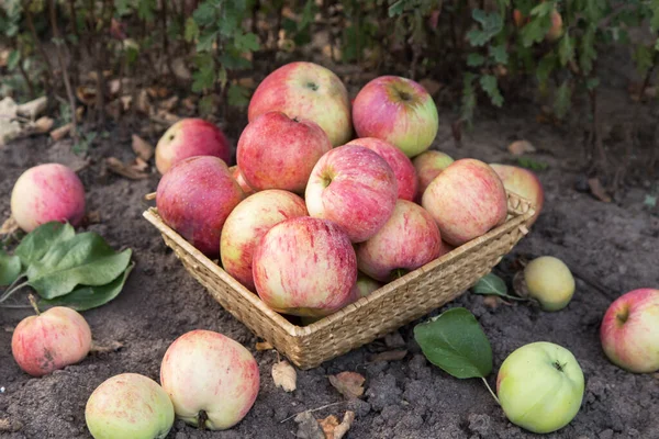 바구니에 유기농 정원에서 사과를 수확하였다 — 스톡 사진