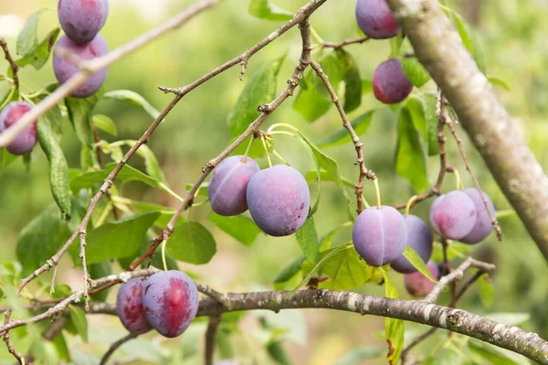 Rijp Biologische Paarse Pruimen Vruchten Pruimenboom Tak Close Tuin — Stockfoto