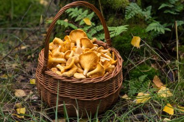 Sonbahar sonbahar ormanlarında hasır sepetin içinde yenilebilir portakallı mantarlar kapanıyor. Doğal, orman, çayır