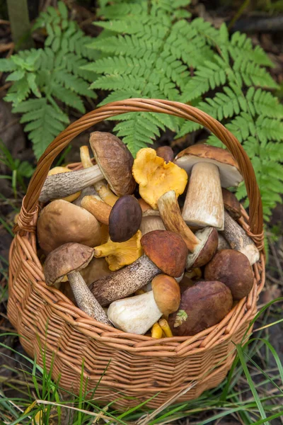 Jadalne Różne Grzyby Porcini Wiklinowym Koszu Zielonej Trawie Liściach Paproci — Zdjęcie stockowe