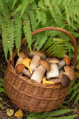 Eğreltiotu yeşili yapraklarda hasır sepette yenilebilir farklı yabani mantarlar porcini boletus. Doğal, orman, çayır