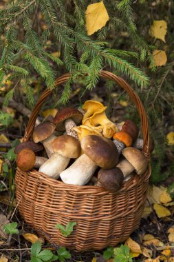 Yenebilir farklı mantarlar sonbahar ormanlarında hasır sepetin içinde porcini boletus doğada sarı yapraklarla kaplıdır.
