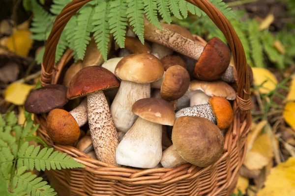 Yenebilir farklı mantarlar porcini boletus sepetinde eğreltiotu yeşili yapraklar sonbahar ormanlarında yakın, makro