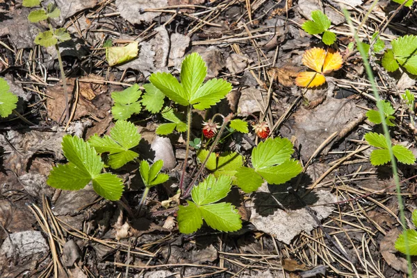 Strawberry buskar under sommaren — Stockfoto