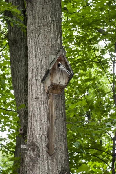 Nestbox op een boom — Stockfoto