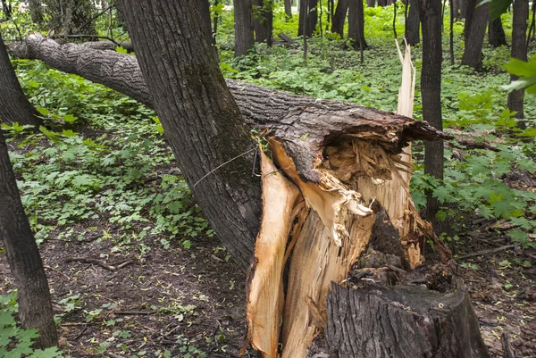 A árvore caída — Fotografia de Stock