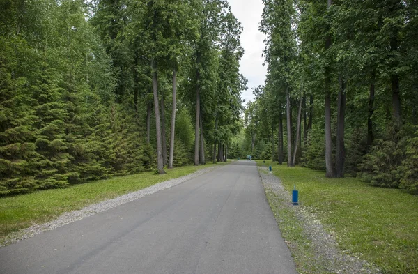 A estrada na floresta — Fotografia de Stock
