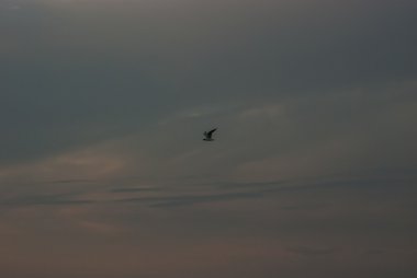 Gökyüzünde martı