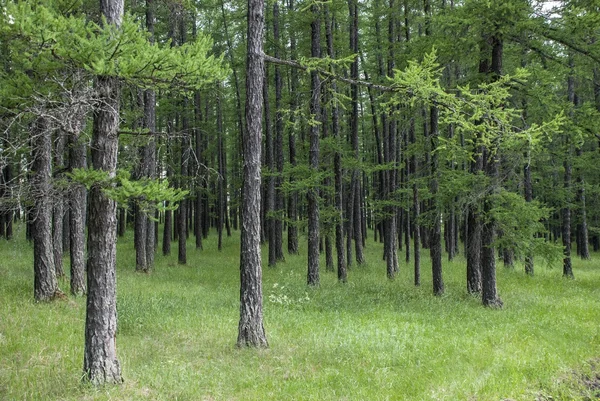 The summer wood of a larch — Stock Photo, Image