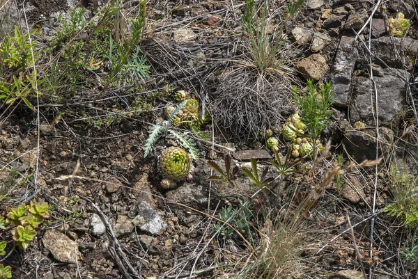 Fjällvegetation i sommar — Stockfoto