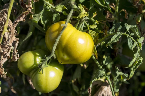 The green tomatoes — Stock Photo, Image