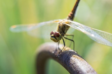 Bir dinlenme yusufçuk sahip