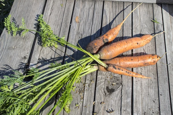 havuç tops bir sebze ile