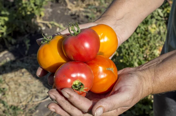 Tomato in hands — Stock Photo, Image