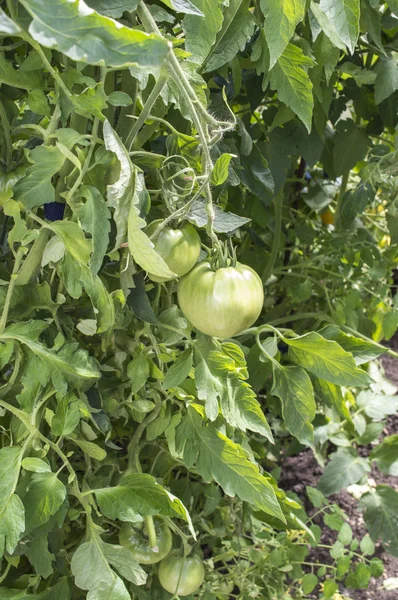 The green tomatoes — Stock Photo, Image