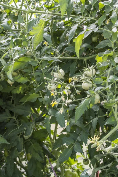 The green tomatoes — Stock Photo, Image