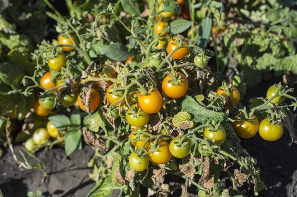 The green tomatoes — Stock Photo, Image