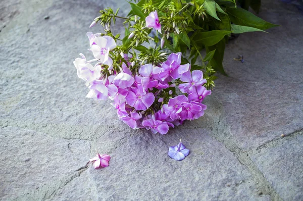 Flores violetas de floxes — Fotografia de Stock