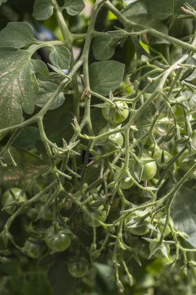 The green tomatoes — Stock Photo, Image