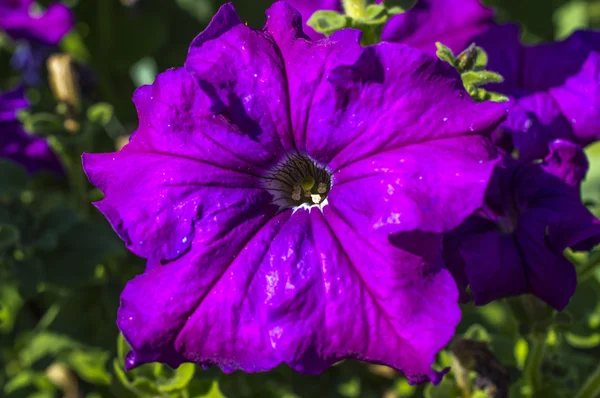 Flores violetas de floxes — Fotografia de Stock