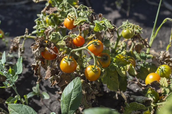 Покрасневшие помидоры — стоковое фото