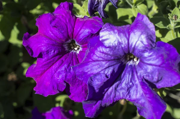 Fleurs violettes de phloxes — Photo