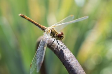Bir dinlenme yusufçuk sahip