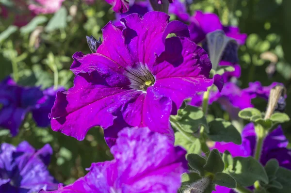 Фиолетовые цветы флоксов — стоковое фото