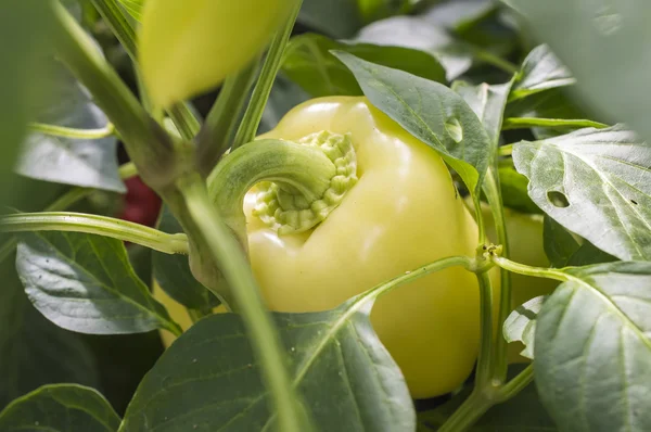 Young fresh pepper — Stock Photo, Image