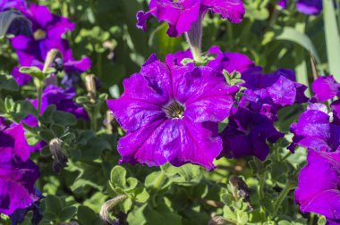 Phloxes mor çiçekler