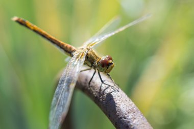 Bir dinlenme yusufçuk sahip