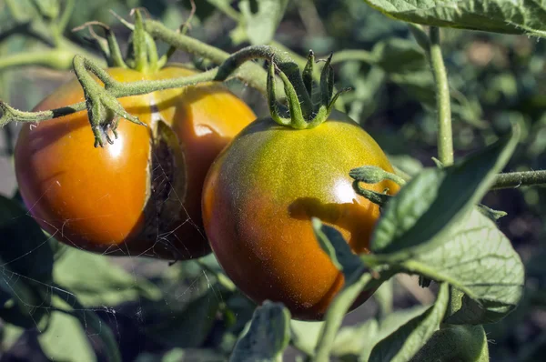 The green tomatoes — Stock Photo, Image