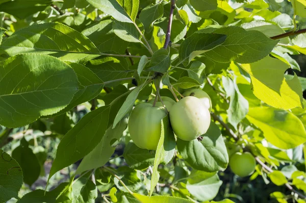 Apples — Stock Photo, Image