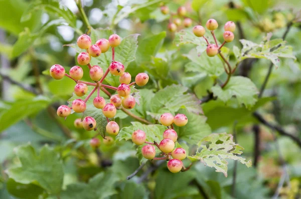 Guelder-rose — Stockfoto