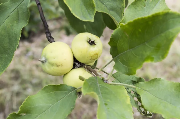 Appelen — Stockfoto