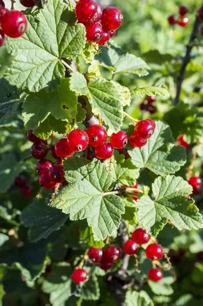 Rote Johannisbeere — Stockfoto