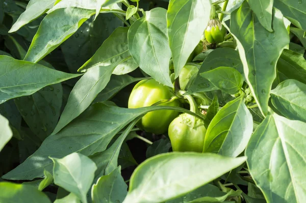 Paprika — Stock Photo, Image