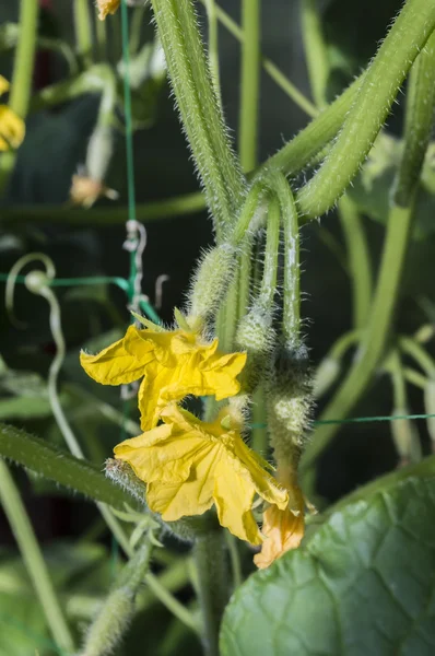 Cucumber — Stock Photo, Image